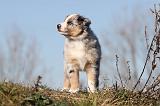 BERGER AUSTRALIEN PUPPIES 248